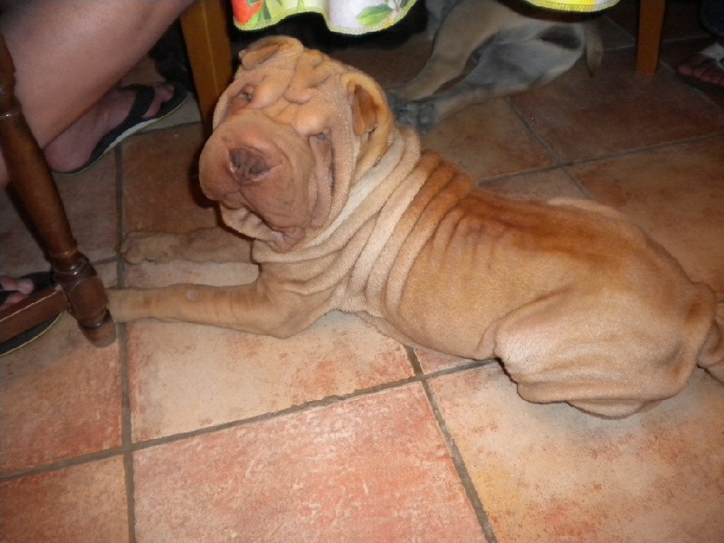 photos des chiots